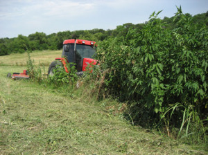 Tractor mowing tall weeds