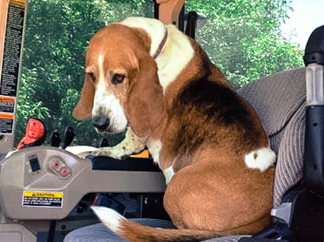 Basset hound in tractor cab